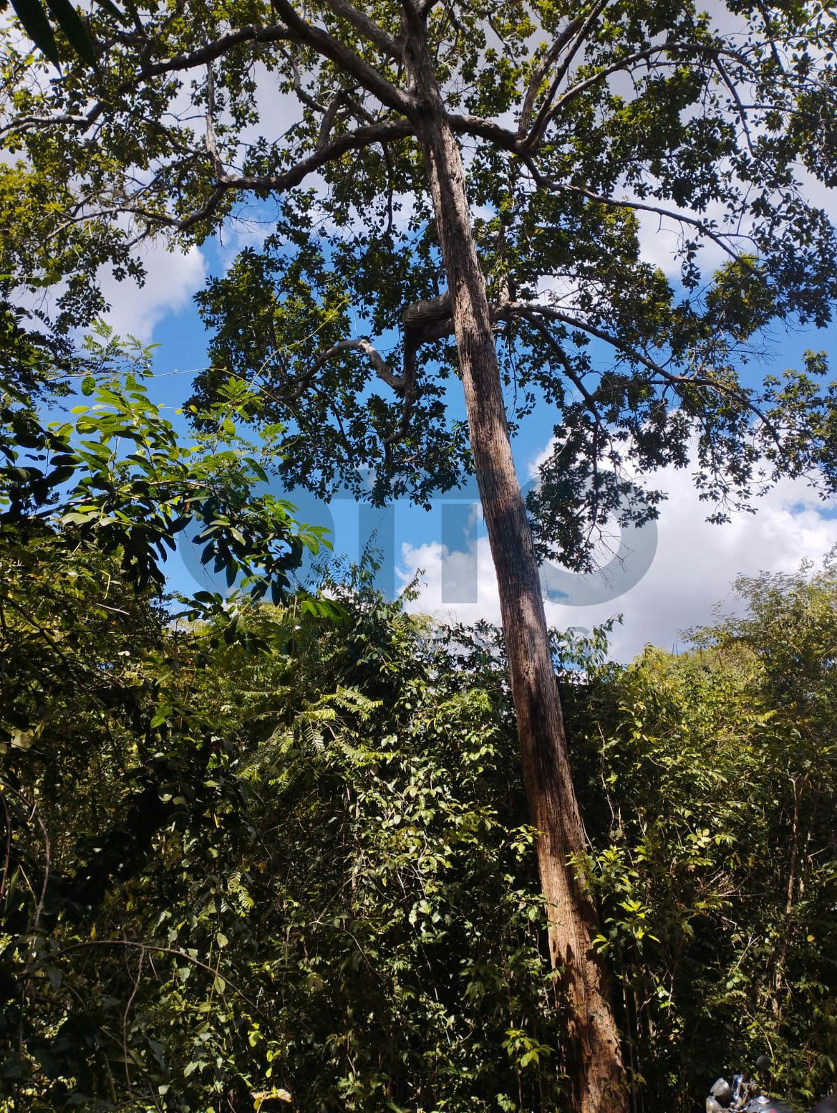 Foto de Chácara / Sítio / Fazenda à venda em INTERIOR, Fernando Falcão