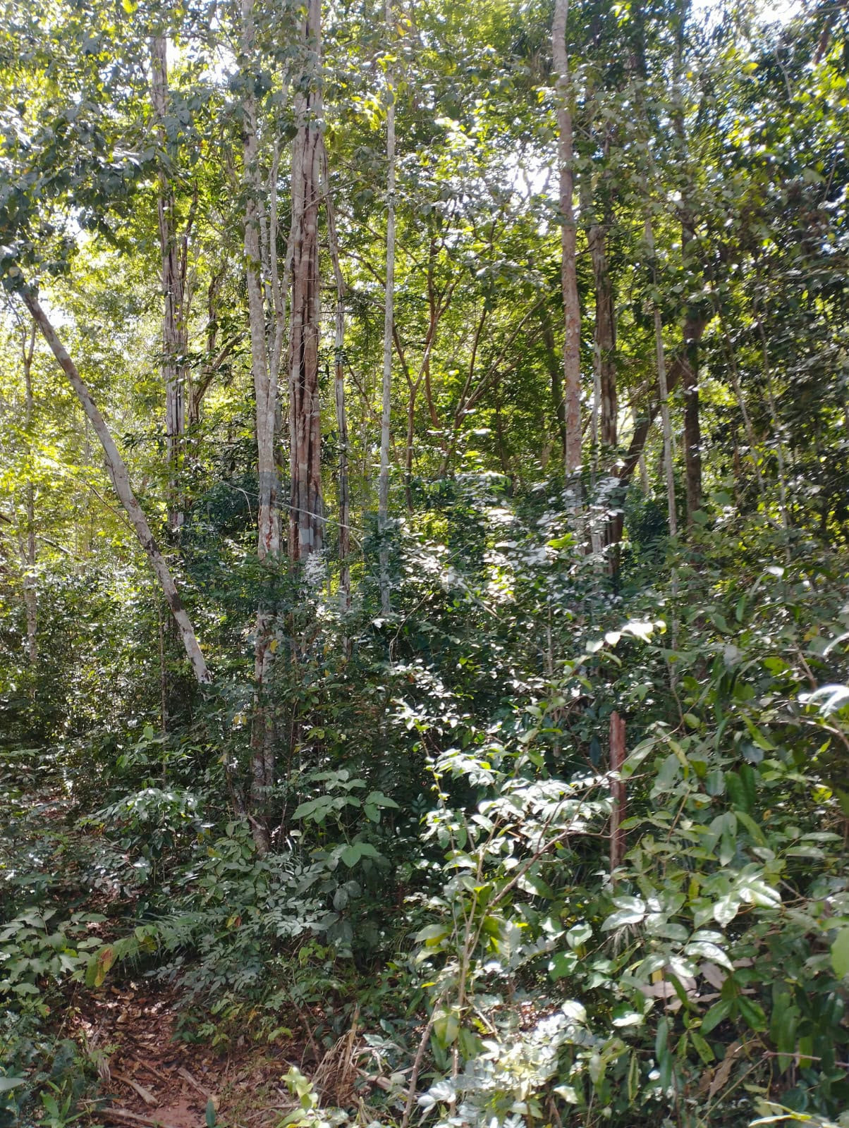 Chácara / Sítio / Fazenda para venda em INTERIOR, MARANHAO · foto 5