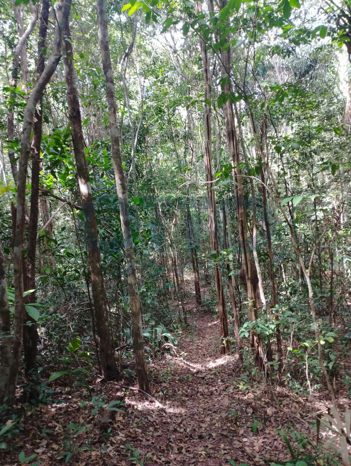 Chácara / Sítio / Fazenda para venda em INTERIOR, MARANHAO · foto 7
