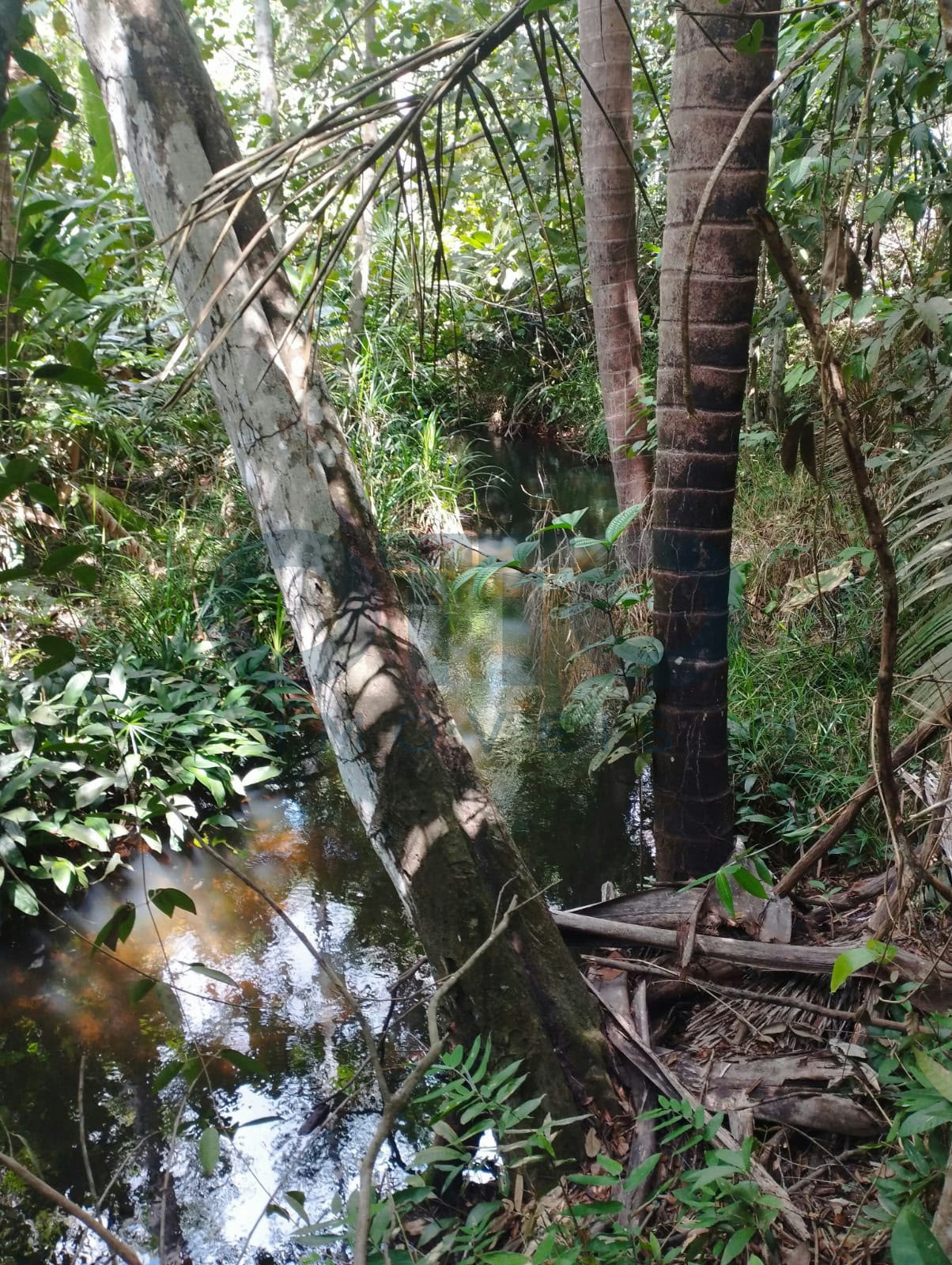 Chácara / Sítio / Fazenda para venda em INTERIOR, MARANHAO · foto 9
