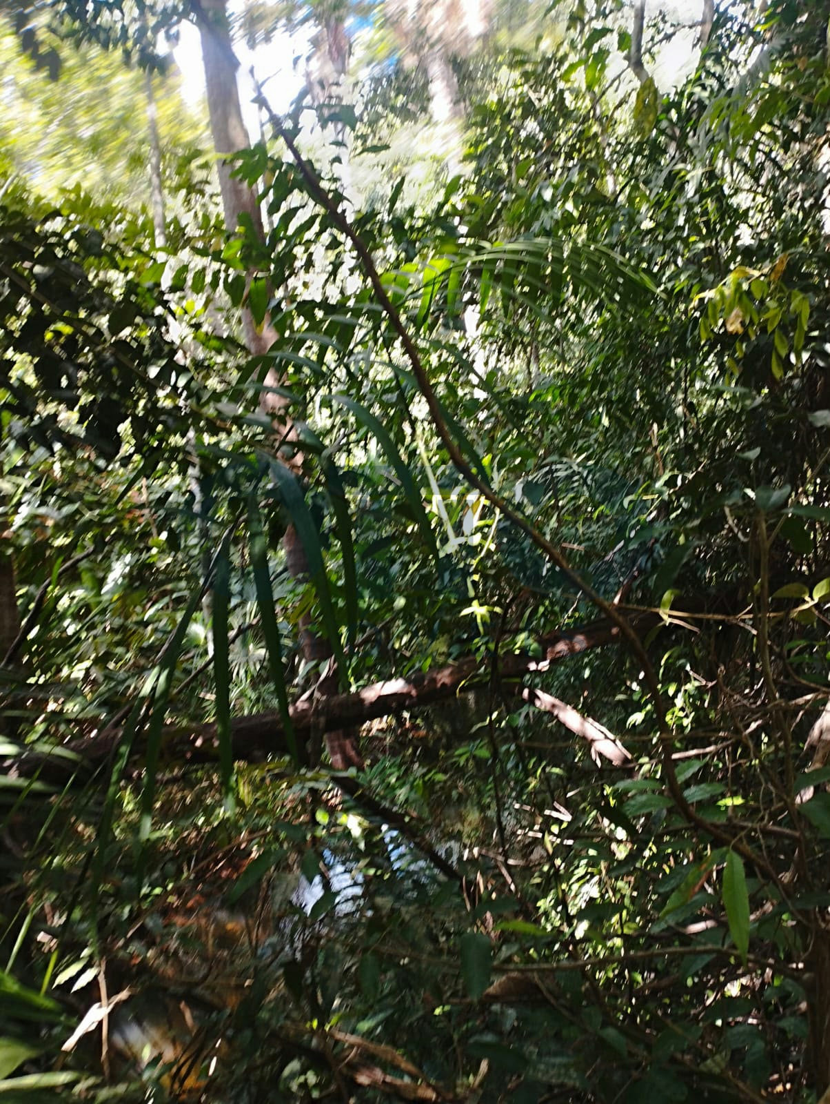 Chácara / Sítio / Fazenda para venda em INTERIOR, MARANHAO · foto 10