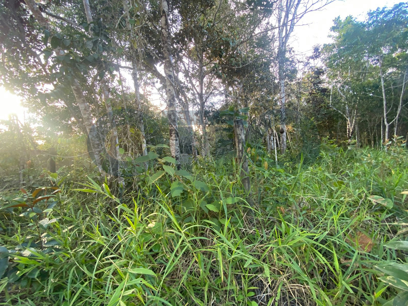 Terreno, 500 m² - Foto 5